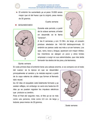 UNIVERSIDAD TÉCNICA DE ORURO
FACULTAD DE CIENCIAS DE LA SALUD
PROGRAM A DE ATENCIÓN TEM PRANA Y EDUCACIÓN INFANTIL
8
El embrión ha aumentado ya un peso 10.000 veces
mayor que el del huevo que lo originó, pesa menos
de 30 gramos.
Cuarta semana
SEGUNDO MES
Durante este periodo, a partir
de la octava semana, al bebé
en desarrollo se le llama
"embrión".
A las 6 semanas y con 15 Mm. de largo, el corazón
produce alrededor de 140-150 latidosporminuto. El
embrión se parece cada vez más a un ser humano. Los
ojos, nariz, boca y lengua, aparecen con mayor nitidez;
los miembros se alargan un poco y otros brotes
empiezan a surgir en sus extremidades, que más tarde
formarán los dedos de los pies y de lasmanos.
Quinta semana
En esta primera fase el embrión tiene una cabeza enorme, si se compara con el resto
del cuerpo: es la época en que se desarrollan
principalmente el cerebro y la médula espinal, a partir
de la capa externa de células que forman el llamado
tubo neural.
los 42 días el esqueleto está totalmente formado y ya
existen reflejos, sin embargo no será sino hasta los 45
días ya se pueden registrar los impulsos eléctricos
que produce su cerebro.
Para el final del segundo mes, el feto ya se ve más
como una persona, mide como 2,5 cm. de largo y
todavía pesa menos de 30 gramos.
Sexta semana
 