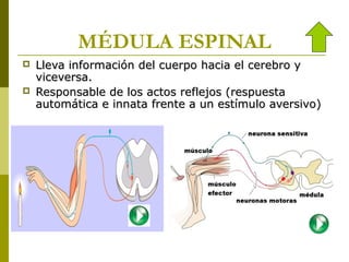 MÉDULA ESPINAL



Lleva información del cuerpo hacia el cerebro y
viceversa.
Responsable de los actos reflejos (respuesta
automática e innata frente a un estímulo aversivo)

 