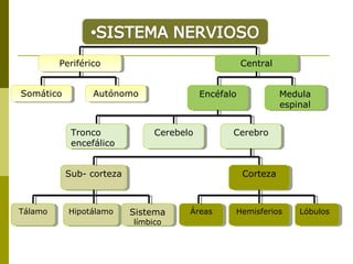 Periférico
Periférico
Somático
Somático

Central
Central

Autónomo
Autónomo

Tronco
Tronco
encefálico
encefálico

Encéfalo
Encéfalo

Cerebelo
Cerebelo

Sub- corteza
Sub- corteza

Tálamo
Tálamo

Hipotálamo
Hipotálamo

Medula
Medula
espinal
espinal

Cerebro
Cerebro

Corteza
Corteza

Sistema
Sistema
límbico
límbico

Áreas
Áreas

Hemisferios
Hemisferios

Lóbulos
Lóbulos

 