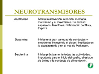 NEUROTRANSMISORES
Acetilcolina

Afecta la activación, atención, memoria,
motivación y el movimiento. En exceso:
espasmos, temblores. Deficiencia: parálisis,
torpeza

Dopamina

Inhibe una gran variedad de conductas y
emociones incluyendo el placer. Implicada en
la esquizofrenia y en el mal de Parkinson.

Serotonina

Inhibe prácticamente todas las actividades.
Importante para el inicio del sueño, el estado
de ánimo y la conducta de alimentación.

 
