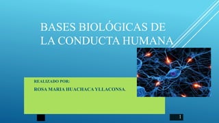 BASES BIOLÓGICAS DE
LA CONDUCTA HUMANA
REALIZADO POR:
ROSA MARIA HUACHACA YLLACONSA.
1
 