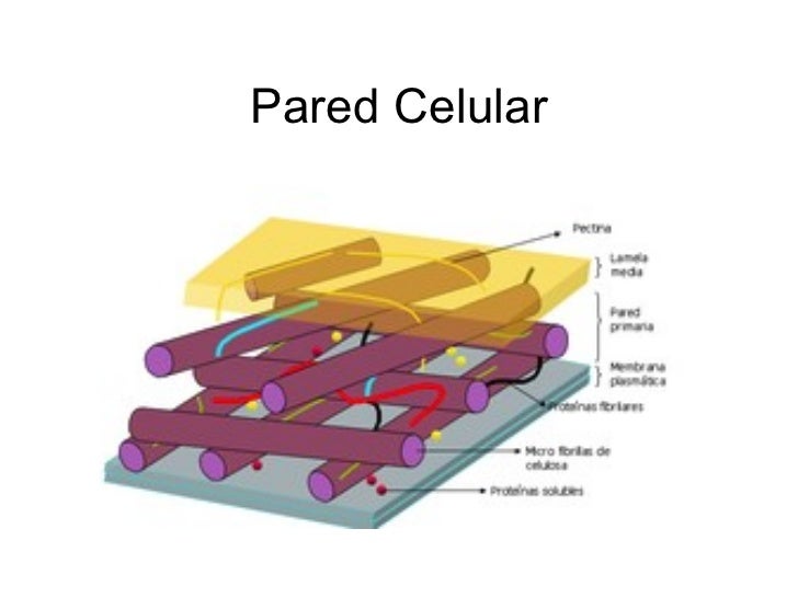 Bases biológicas composición y función celular i bimestre