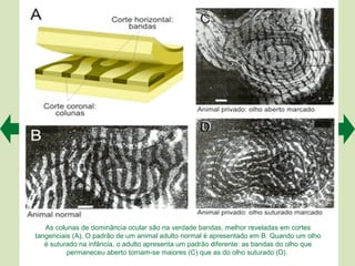 As colunas de dominância ocular são na verdade bandas, melhor reveladas em cortes
tangenciais (A). O padrão de um animal adulto normal é apresentado em B. Quando um olho
   é suturado na infância, o adulto apresenta um padrão diferente: as bandas do olho que
          permaneceu aberto tornam-se maiores (C) que as do olho suturado (D).
 