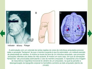 A estimulação com um cotonete de certas regiões do corpo de indivíduos amputados provoca
neles a sensação “fantasma” de que o membro ausente é que foi estimulado: um notável exemplo
 de plasticidade em adultos. A mostra os locais da face de um indivíduo amputado, que provocam
  sensações referidas aos dedos da mão ausente. B mostra um outro caso, em que as sensações
“fantasmas” são provocadas estimulando o coto do membro amputado. C representa uma imagem
      de ressonância magnética funcional do cérebro de um amputado, na qual se percebe a
    desorganização da topografia corporal no hemisfério contrário ao lado amputado (dentro do
                                             círculo).
 