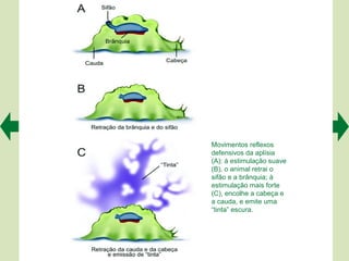 Movimentos reflexos
defensivos da aplísia
(A): à estimulação suave
(B), o animal retrai o
sifão e a brânquia; à
estimulação mais forte
(C), encolhe a cabeça e
a cauda, e emite uma
“tinta” escura.
 