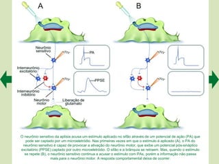 O neurônio sensitivo da aplísia acusa um estímulo aplicado no sifão através de um potencial de ação (PA) que
   pode ser captado por um microeletródio. Nas primeiras vezes em que o estímulo é aplicado (A), o PA do
 neurônio sensitivo é capaz de provocar a ativação do neurônio motor, que exibe um potencial pós-sináptico
excitatório (PPSE) captado por outro microeletródio. O sifão e a brânquia se retraem. Mas, quando o estímulo
  se repete (B), o neurônio sensitivo continua a acusar o estímulo com PAs, porém a informação não passa
                   mais para o neurônio motor. A resposta comportamental deixa de ocorrer.
 