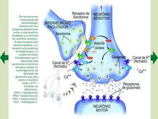Os mecanismos
         moleculares da
          sensibilização
        baseiam-se nas
sinapses axoaxônicas
 entre o interneurônio
facilitador e o terminal
do neurônio sensitivo.
  Essas sinapses são
 serotoninérgicas, e o
receptor pós-sináptico
    é metabotrópico. A
        cadeia de sinais
   intracelulares que é
         disparada pela
serotonina no terminal
    sensitivo resulta no
     prolongamento da
            liberação de
    glutamato que atua
       sobre o neurônio
           motor. ATP =
             trifosfato de
             adenosina;
  DAG = diacilglicerol;
 PKA = fosfocinase A;
 PKC = fosfocinase C;
  PLC = fosfolipase C.
 