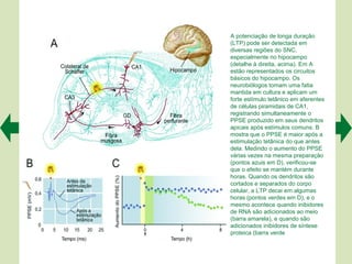 A potenciação de longa duração
(LTP) pode ser detectada em
diversas regiões do SNC,
especialmente no hipocampo
(detalhe à direita, acima). Em A
estão representados os circuitos
básicos do hipocampo. Os
neurobiólogos tomam uma fatia
mantida em cultura e aplicam um
forte estímulo tetânico em aferentes
de células piramidais de CA1,
registrando simultaneamente o
PPSE produzido em seus dendritos
apicais após estímulos comuns. B
mostra que o PPSE é maior após a
estimulação tetânica do que antes
dela. Medindo o aumento do PPSE
várias vezes na mesma preparação
(pontos azuis em D), verificou-se
que o efeito se mantém durante
horas. Quando os dendritos são
cortados e separados do corpo
celular, a LTP decai em algumas
horas (pontos verdes em D), e o
mesmo acontece quando inibidores
de RNA são adicionados ao meio
(barra amarela), e quando são
adicionados inibidores de síntese
proteica (barra verde
 
