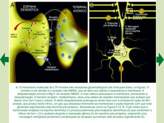 A. O mecanismo molecular da LTP envolve três receptores glutamatérgicos (de cima para baixo, na figura). O
         primeiro a ser ativado é o receptor não-NMDA, que se abre aos cátions e despolariza a membrana. A
     despolarização remove o Mg++ do receptor NMDA, e mais cátions atravessam a membrana, acentuando a
  despolarização. O terceiro receptor, metabotrópico, ativa uma cadeia de reações intracelulares que acabam por
  liberar íons Ca++ para o citosol. O efeito despolarizante prolonga-se ainda mais com a entrada em ação da NO-
sintase, que produz óxido nítrico, um gás que atravessa livremente as membranas e acaba fazendo com que mais
     glutamato seja liberado pelo terminal pré-sináptico. Abreviaturas como na Figura 5.15. B. Tudo indica que a
transmissão sináptica na espinha dendrítica (1) produza potenciais pós-sinápticos dendríticos (2) que aumentam o
      influxo de Ca++ (3) e acabam ativando a expressão gênica (4) do neurônio pós-sináptico, originando uma
       mensagem retrógrada (proteínas?) endereçada às sinapses que tinham sido ativadas originalmente (5).
 