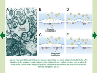 Alguns neurocientistas consideram a sinapse perfurada (A) como possível resultante da LTP.
 Sua formação seria produzida pelo receptor glutamatérgico metabotrópico, cuja sinalização
  intracelular provocaria a reorganização da membrana pós-sináptica e a redistribuição dos
                                   demais receptores (B-E).
 