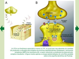 A LTD é um fenômeno associativo inverso à LTP, no qual duas vias aferentes do cerebelo
(A) produzem a ativação pós-sináptica de enzimas desfosforilantes (fosfatases), removendo
       receptores AMPA da membrana (B), e assim reduzindo a amplitude do potencial pós-
 sináptico resultante. A figura mostra apenas a sinapse glutamatérgica de uma fibra paralela
                                                  sobre uma espinha dendrítica de Purkinje.
 