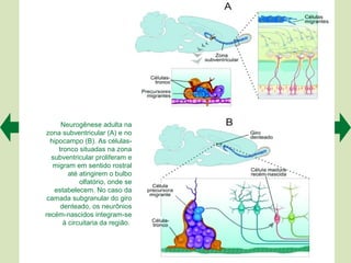 Neurogênese adulta na
zona subventricular (A) e no
  hipocampo (B). As células-
     tronco situadas na zona
  subventricular proliferam e
   migram em sentido rostral
         até atingirem o bulbo
             olfatório, onde se
   estabelecem. No caso da
 camada subgranular do giro
      denteado, os neurônios
recém-nascidos integram-se
       à circuitaria da região.
 