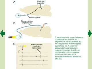 O experimento do grupo de Aguayo
consistiu no implante de um
segmento de nervo periférico (B)
no coto proximal do nervo óptico
seccionado (A). A seguir os
pesquisadores conseguiram
registrar potenciais de ação em
neurônios do colículo superior
reinervado, em resposta à
estimulação luminosa através do
olho (C).
 
