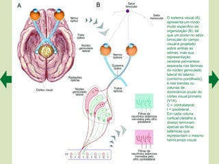 O sistema visual (A)
apresenta um modo
muito específico de
organização (B), tal
que um ponto no setor
binocular do campo
visual é projetado
sobre ambas as
retinas, mas sua
representação
cerebral permanece
separada nas lâminas
do núcleo geniculado
lateral do tálamo
(contorno pontilhado),
e nas bandas ou
colunas de
dominância ocular do
córtex visual primário
(V1A).
C = contralateral;
I = ipsolateral.
Em cada coluna
cortical (detalhe à
direita) terminam
apenas as fibras
talâmicas que
representam o mesmo
hemicampo visual.
 