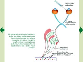 Experimentos como este (descrito no
 texto) permitiram revelar as colunas
    de dominância ocular em gatos e
     macacos, através do transporte
      axoplasmático transináptico de
   proteínas radioativas (pontilhado)
    desde a retina até o córtex visual
                             primário.
 