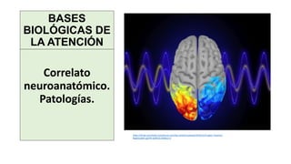 BASES
BIOLÓGICAS DE
LA ATENCIÓN
Correlato
neuroanatómico.
Patologías.
https://i0.wp.com/www.revistanuve.com/wp-content/uploads/2019/12/Imagen-Yasaman-
Baghezadeh.jpg?fit=639%2C426&ssl=1
 