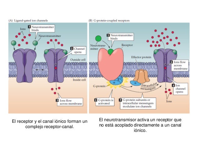 Bases biológicas de la conducta
