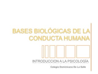 BASES BIOLÓGICAS DE LA CONDUCTA HUMANA INTRODUCCION A LA PSICOLOGÍA Colegio Dominicano De La Salle 