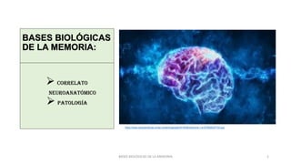 BASES BIOLÓGICAS
DE LA MEMORIA:
 Correlato
Neuroanatómico
 Patología
1
https://www.caracteristicas.co/wp-content/uploads/2018/08/memoria-1-e1576026307723.jpg
BASES BIOLÓGICAS DE LA MEMORIA
 