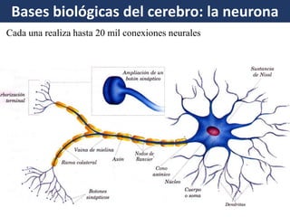 Bases biológicas del cerebro: la neurona 
Cada una realiza hasta 20 mil conexiones neurales  