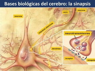 Bases biológicas del cerebro: la sinapsis  