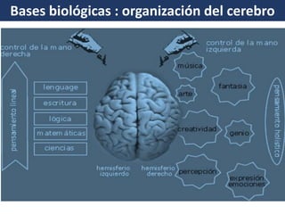 Bases biológicas : organización del cerebro 
Funciones espaciales y sensoriales. 
Domina la percepción, la conducta emocional, comunicación no verbal, gestual. 
Predominio de funciones: razonamiento, numeración, analíticas y lógicas. 
Domina la motricidad, la escritura, el pensamientos, funciones lingüística y del habla.  