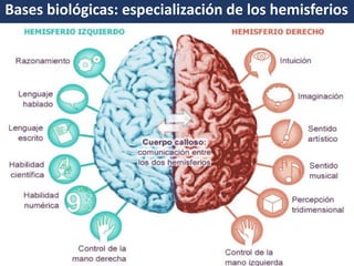 Funciones espaciales y sensoriales. 
Domina la percepción, la conducta emocional, comunicación no verbal, gestual. 
Predominio de funciones: razonamiento, numeración, analíticas y lógicas. 
Domina la motricidad, la escritura, el pensamientos, funciones lingüística y del habla. 
Bases biológicas: especialización de los hemisferios  