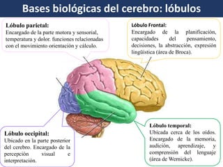 BBaasseess bbiioollóóggiiccaass d: elól bceurleobs rcoe: rleóbbrualoless 
Lóbulo occipital: 
Ubicado en la parte posterior 
del cerebro. Encargado de la 
percepción visual e 
interpretación. 
Lóbulo temporal: 
Ubicada cerca de los oídos. 
Encargado de la memoria, 
audición, aprendizaje, y 
comprensión del lenguaje 
(área de Wernicke). 
Lóbulo Frontal: 
Encargado de la planificación, 
capacidades del pensamiento, 
decisiones, la abstracción, expresión 
lingüística (área de Broca). 
Lóbulo parietal: 
Encargado de la parte motora y sensorial, 
temperatura y dolor. funciones relacionadas 
con el movimiento orientación y cálculo. 
 