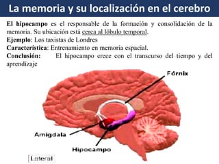 Bases biológicas : lóbulos cerebrales 
La memoria y su localización en el cerebro 
El hipocampo es el responsable de la formación y consolidación de la memoria. Su ubicación está cerca al lóbulo temporal. Ejemplo: Los taxistas de Londres Característica: Entrenamiento en memoria espacial. Conclusión: El hipocampo crece con el transcurso del tiempo y del aprendizaje  