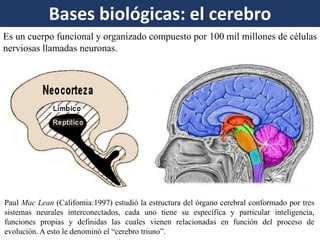 Bases biológicas: el cerebro 
Es un cuerpo funcional y organizado compuesto por 100 mil millones de células nerviosas llamadas neuronas. 
Paul Mac Lean (California:1997) estudió la estructura del órgano cerebral conformado por tres sistemas neurales interconectados, cada uno tiene su específica y particular inteligencia, funciones propias y definidas las cuales vienen relacionadas en función del proceso de evolución. A esto le denominó el “cerebro triuno”.  