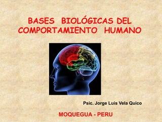 BASES BIOLÓGICAS DEL
COMPORTAMIENTO HUMANO
Psic. Jorge Luis Vela Quico
MOQUEGUA - PERU
 