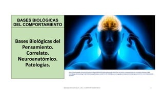 BASES BIOLÓGICAS
DEL COMPORTAMIENTO
Bases Biológicas del
Pensamiento.
Correlato.
Neuroanatómico.
Patologías.
1
https://www.google.com.pe/url?sa=i&url=https%3A%2F%2Fwww.adnsureste.info%2Fasi-se-forma-un-pensamiento-en-el-cerebro-humano-1400-
h%2F&psig=AOvVaw0AgnTUMHkMdI6mqobgftKq&ust=1630475278174000&source=images&cd=vfe&ved=0CAkQjRxqFwoTCODr9f_H2vICFQAAAAAdAA
AAABAD
BASES BIOLÓGICAS DEL COMPORTAMIENTO
 
