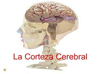 La Corteza Cerebral
 