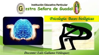 Psicología: Bases biológicas
Docente: Luis Galiano Velásquez
 