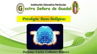 Psicología: Bases biológicas
Docente: Carlos Collantes Romero
 