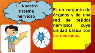 1.- Nuestro
sistema
nervioso
Es un conjunto de
órganos y de una
red de tejidos
nerviosos cuya
unidad básica son
las neuronas.
 