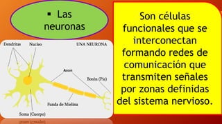  Las
neuronas
Son células
funcionales que se
interconectan
formando redes de
comunicación que
transmiten señales
por zonas definidas
del sistema nervioso.
 