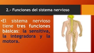 2.- Funciones del sistema nervioso
•El sistema nervioso
tiene tres funciones
básicas: la sensitiva,
la integradora y la
motora.
 
