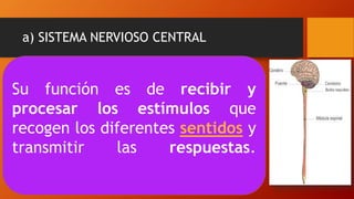 a) SISTEMA NERVIOSO CENTRAL
Su función es de recibir y
procesar los estímulos que
recogen los diferentes sentidos y
transmitir las respuestas.
 