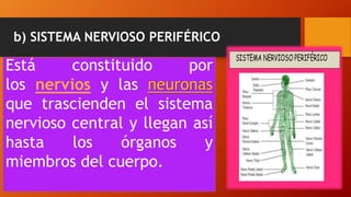 b) SISTEMA NERVIOSO PERIFÉRICO
Está constituido por
los nervios y las neuronas
que trascienden el sistema
nervioso central y llegan así
hasta los órganos y
miembros del cuerpo.
 