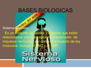 BASES BIOLOGICAS


Sistema Nervioso
- Es un conjunto de tejidos y órganos que están
relacionados con la recepción y transmisión de
impulsos nerviosos, así como la activación de los
músculos. Incluye al SNC y al SNP.
 