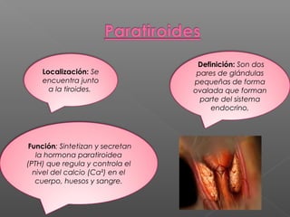 Localización: Se
encuentra junto
a la tiroides.
Definición: Son dos
pares de glándulas
pequeñas de forma
ovalada que forman
parte del sistema
endocrino,
Función: Sintetizan y secretan
la hormona paratiroidea
(PTH) que regula y controla el
nivel del calcio (Ca²) en el
cuerpo, huesos y sangre.
 