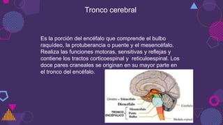 Tronco cerebral
Es la porción del encéfalo que comprende el bulbo
raquídeo, la protuberancia o puente y el mesencéfalo.
Realiza las funciones motoras, sensitivas y reflejas y
contiene los tractos corticoespinal y reticuloespinal. Los
doce pares craneales se originan en su mayor parte en
el tronco del encéfalo.
 