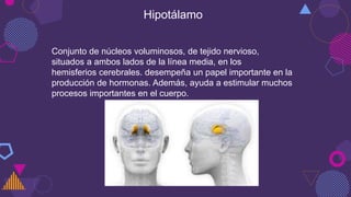 Hipotálamo
Conjunto de núcleos voluminosos, de tejido nervioso,
situados a ambos lados de la línea media, en los
hemisferios cerebrales. desempeña un papel importante en la
producción de hormonas. Además, ayuda a estimular muchos
procesos importantes en el cuerpo.
 