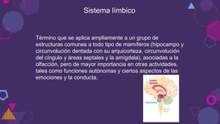 Sistema límbico
Término que se aplica ampliamente a un grupo de
estructuras comunes a todo tipo de mamíferos (hipocampo y
circunvolución dentada con su arquicorteza, circunvolución
del cíngulo y áreas septales y la amígdala), asociadas a la
olfacción, pero de mayor importancia en otras actividades,
tales como funciones autónomas y ciertos aspectos de las
emociones y la conducta.
 