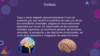 Corteza
Capa o manto delgado (aproximadamente 3 mm) de
sustancia gris que recubre la superficie de cada uno de los
dos hemisferios cerebrales, plegada en circunvoluciones
separadas por surcos. Es responsable de las funciones
mentales superiores, el movimiento general, las funciones
viscerales, la percepción y las reacciones conductuales, así
como de la asociación e integración de estas funciones.
 