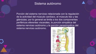Sistema autónomo
Porción del sistema nervioso relacionada con la regulación
de la actividad del músculo cardíaco, el músculo liso y las
glándulas; por lo general se limita a los dos componentes
periféricos eferentes viscerales, la porción simpática del
sistema nervioso autónomo y la porción parasimpática del
sistema nervioso autónomo.
 