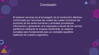 Conclusión
El sistema nervioso es el encargado de la conducción eléctrica
conformado por neuronas las cuales las cuales coordinan las
acciones de los seres humanos y animales procesando
información y generando una respuesta a través de los nervios
periféricos mediante la sinapsis haciéndolo un sistema
complejo pero fundamental para un completo equilibrio
sistémico de nuestro organismo.
 