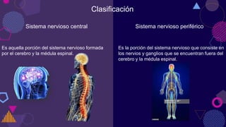 Clasificación
Es aquella porción del sistema nervioso formada
por el cerebro y la médula espinal.
Es la porción del sistema nervioso que consiste en
los nervios y ganglios que se encuentran fuera del
cerebro y la médula espinal.
Sistema nervioso central Sistema nervioso periférico
 