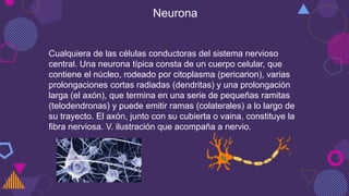 Neurona
Cualquiera de las células conductoras del sistema nervioso
central. Una neurona típica consta de un cuerpo celular, que
contiene el núcleo, rodeado por citoplasma (pericarion), varias
prolongaciones cortas radiadas (dendritas) y una prolongación
larga (el axón), que termina en una serie de pequeñas ramitas
(telodendronas) y puede emitir ramas (colaterales) a lo largo de
su trayecto. El axón, junto con su cubierta o vaina, constituye la
fibra nerviosa. V. ilustración que acompaña a nervio.
 